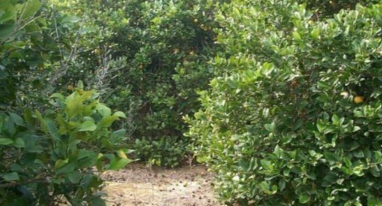 SE VENDE CASA DE CAMPO CON TERRENO