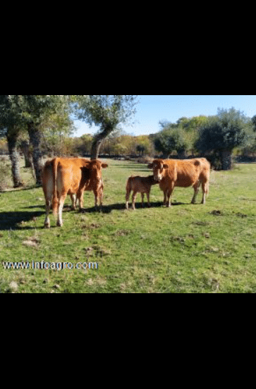 Se vende vacas de campo