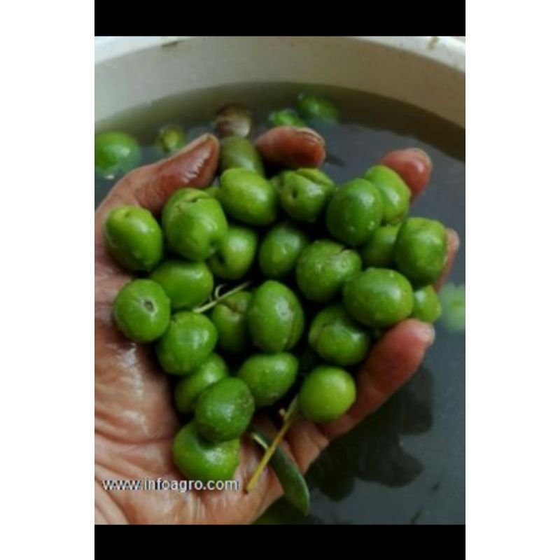 Se venden aceitunas para aliñar. Verdes, pintonas