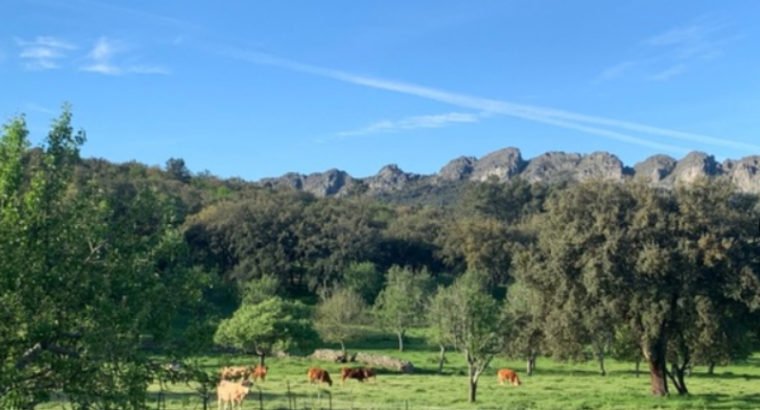 SE VENDE FINCA EXTREMADURA VALENCIA DE ALCANTARA