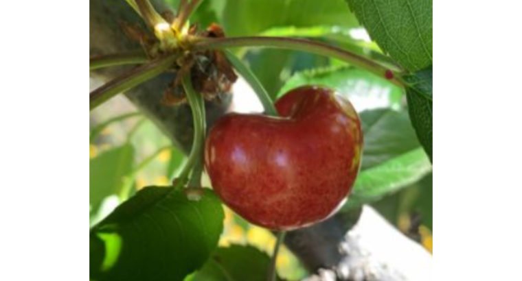 Se vende cerezas del valle del jerte