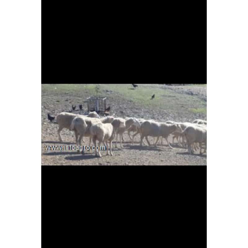 Se venden 400 ovejas de raza merina