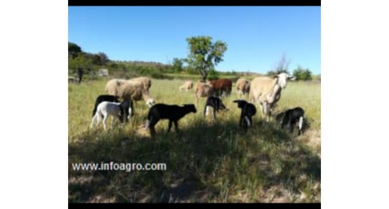 Se vende 150 ovejas castellana zamorana preñadas