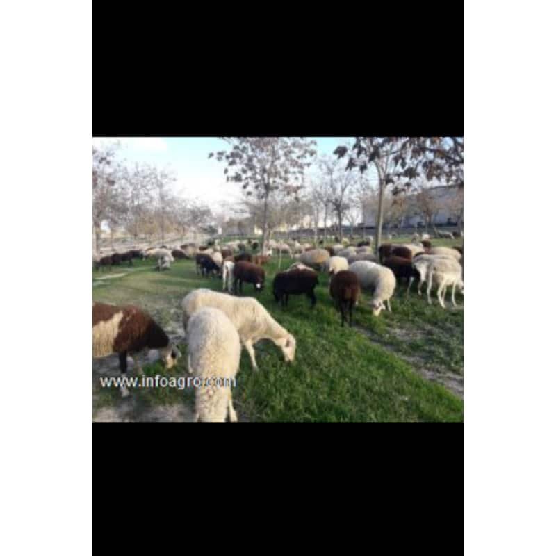 Se vende 150 ovejas y 30 cabras murcianas