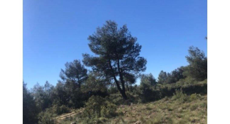 SE VENDE FINCA PEÑAS DE SAN PEDRO