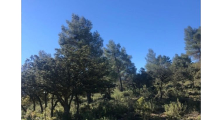 SE VENDE FINCA PEÑAS DE SAN PEDRO