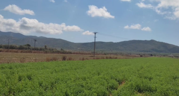 FINCA DE 21000M2 REGADIO