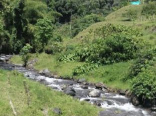 Se vende finca cafetera en risaralda colombia