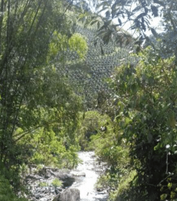 Se vende finca cafetera en risaralda colombia