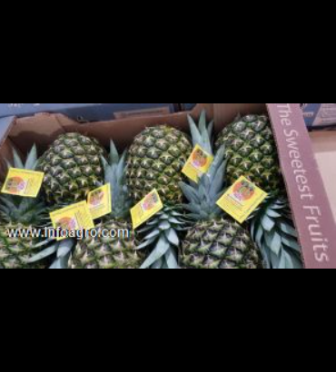 Se vende frutas tropicales