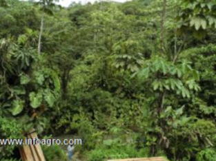 Se vende finca maderera 150 ha en chocó colombia