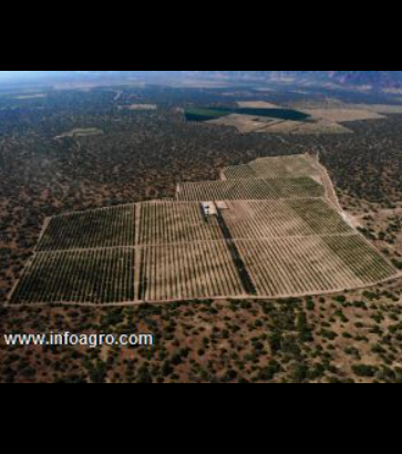 Se vende chacra en el valle de olmos