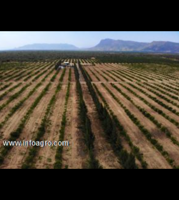 Se vende chacra en el valle de olmos