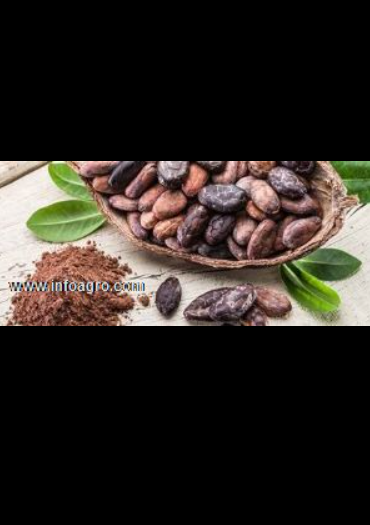 Se vende granos de cacao bio-organico