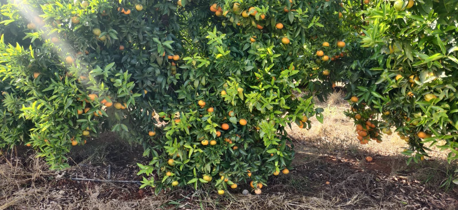 Se vende cosecha mandarina clemenules sin tratar