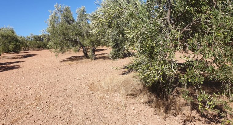 FINCA OLIVAR SECANO OSUNA (SEVILLA)