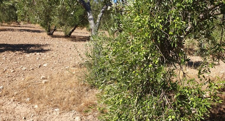 FINCA OLIVAR SECANO OSUNA (SEVILLA)