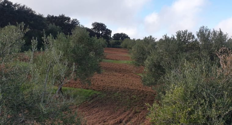 FINCA OLIVAR SECANO OSUNA (SEVILLA)