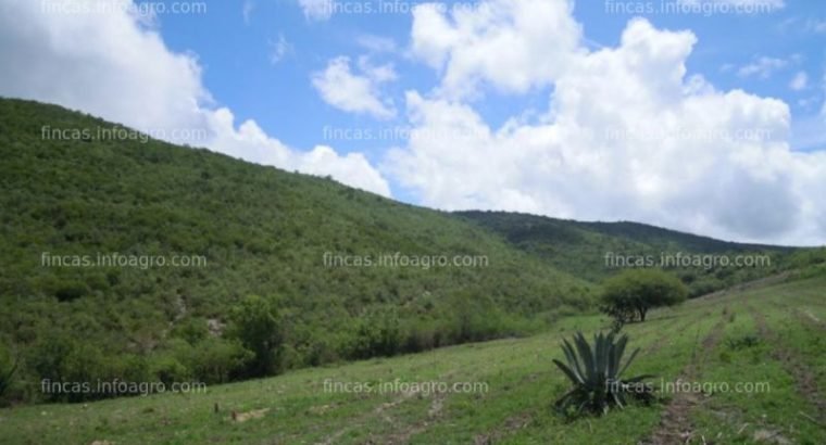 A la venta magnifico rancho ganadero 1500-4000 ha