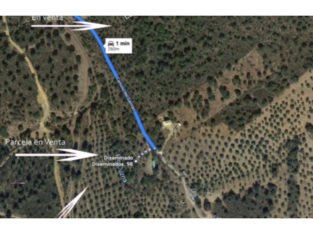 FINCA OLIVOS + FINCA FORESTAL