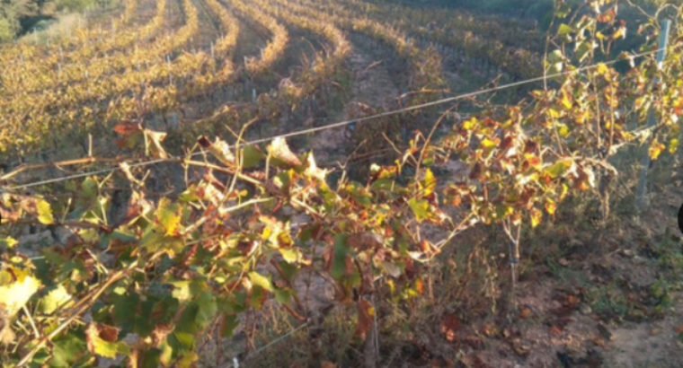 FINCA DO MONTSANT EN EL PRIORAT