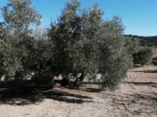 A LA VENTA OLIVAR HOJIBLANCA