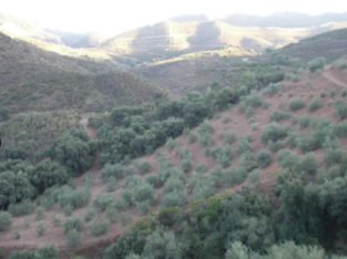 FINCA EN PARAJE MALDONADO,EN MONDA.CERCA MARBELLA