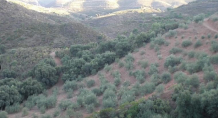 FINCA EN PARAJE MALDONADO,EN MONDA.CERCA MARBELLA