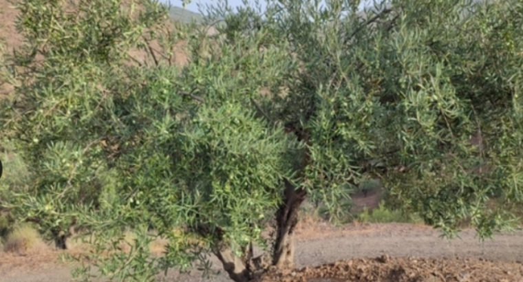 FINCA EN PARAJE MALDONADO,EN MONDA.CERCA MARBELLA