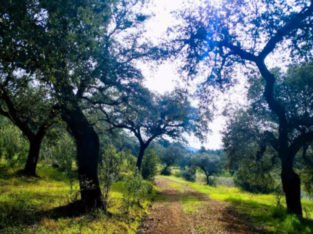 SE VENDE FINCA POR LA ZONA DE NIJAR