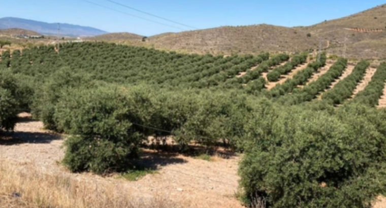 FINCA EN VENTA DE OLIVOS. EN SORBAS (ALMERIA)