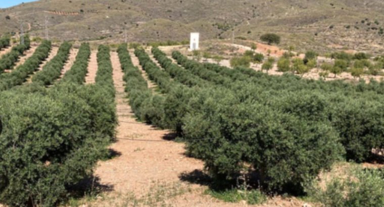 FINCA EN VENTA DE OLIVOS. EN SORBAS (ALMERIA)