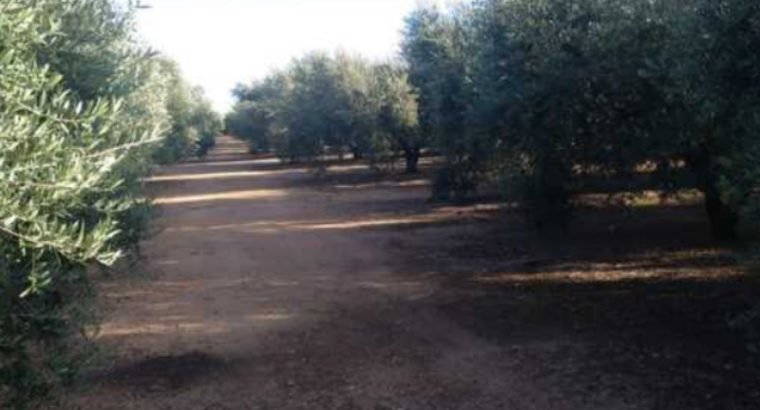 TERRENO EN CARRETERA DE CONSTANTÍ A REUS