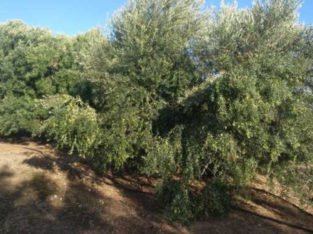 TERRENO EN CARRETERA DE CONSTANTÍ A REUS