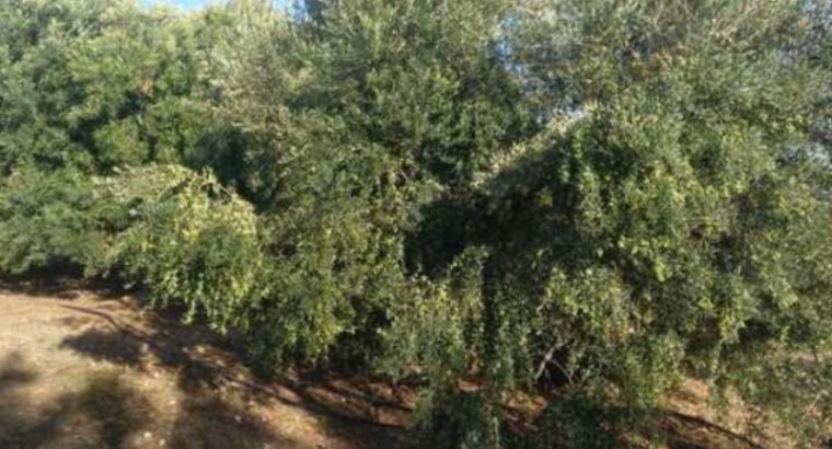 TERRENO EN CARRETERA DE CONSTANTÍ A REUS