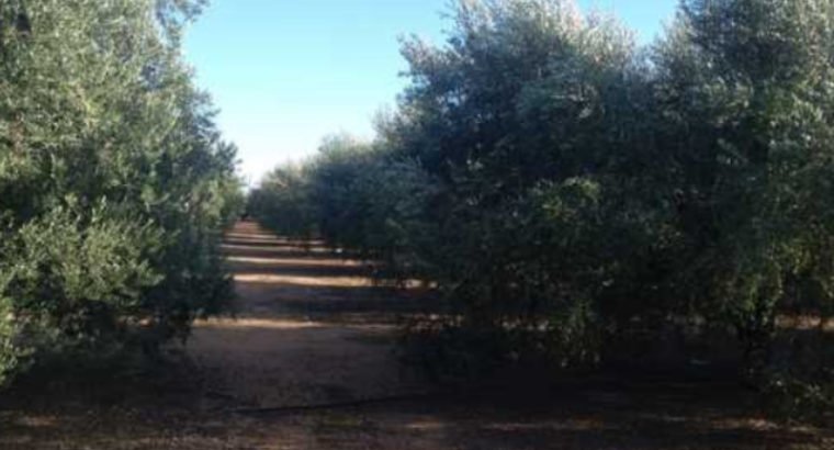 TERRENO EN CARRETERA DE CONSTANTÍ A REUS