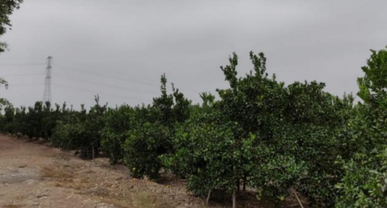 Terrenos Agricolas Sector Esquivel, Valle Chancay