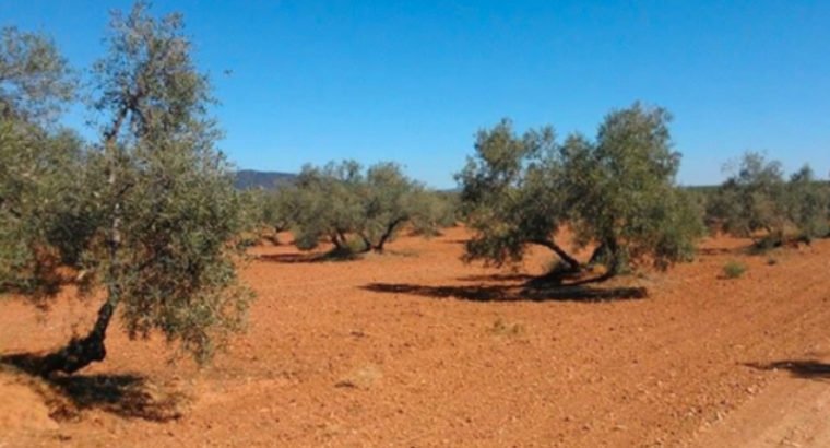 FINCA OLIVOS FUENTE DE PIEDRA