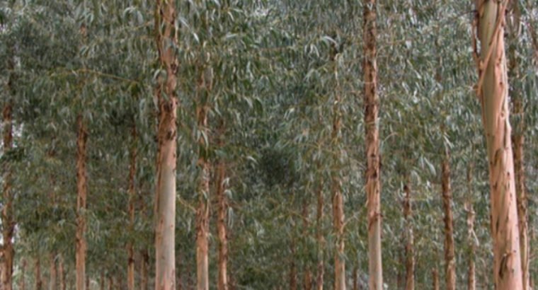 BERGONDO CARRETERA DE CORTIÑAN A ROIS1KM