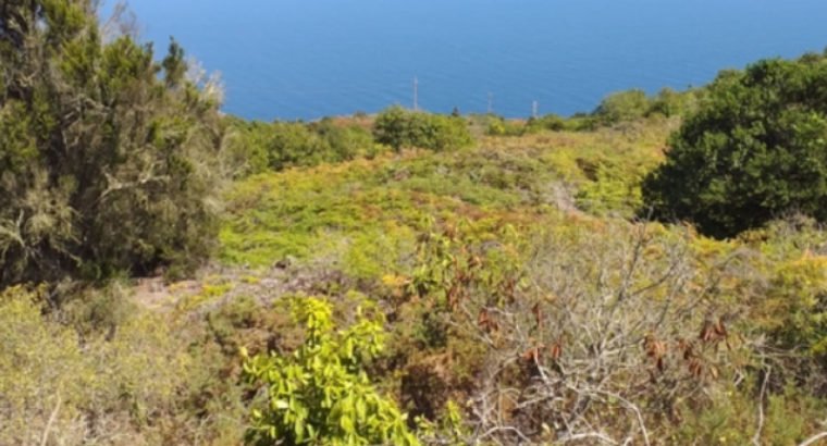 SE VENDE FINCA EN ZONA ALTA DE GARACHICO