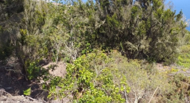 SE VENDE FINCA EN ZONA ALTA DE GARACHICO