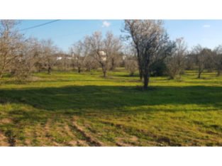 SE VENDE FINCA PAGO MELILLA