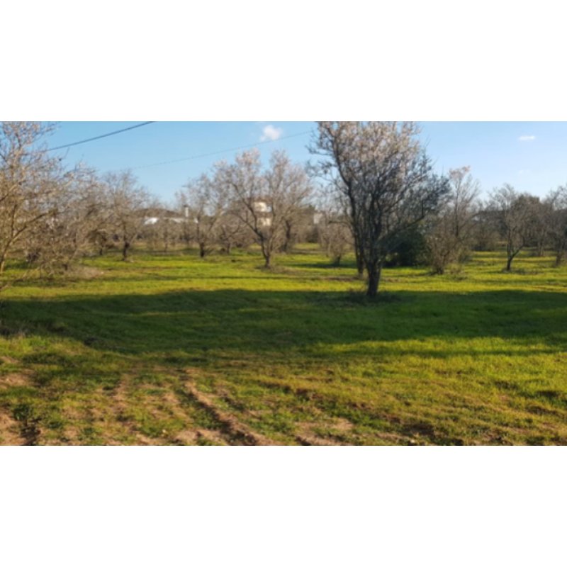 SE VENDE FINCA PAGO MELILLA