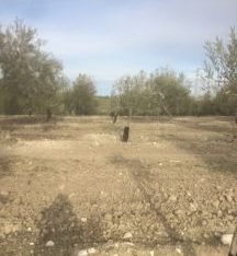 SE VENDE 3 ARA ZAFAS DE OLIVAR DE ESTACA