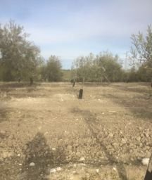 SE VENDE 3 ARA ZAFAS DE OLIVAR DE ESTACA