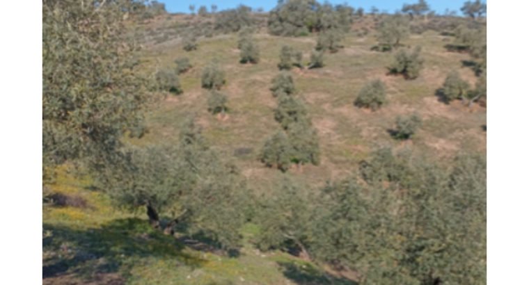 FINCA RUSTICA OLIVAR EN VENTA