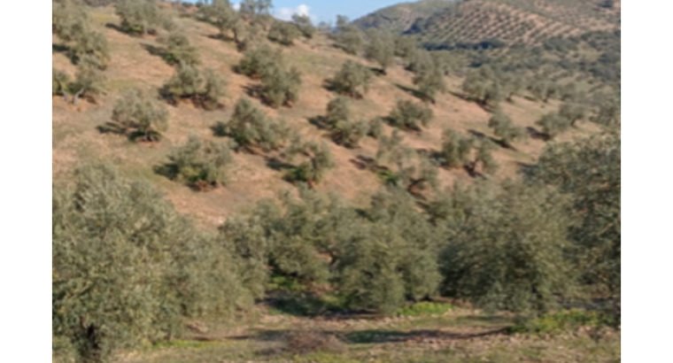 FINCA RUSTICA OLIVAR EN VENTA