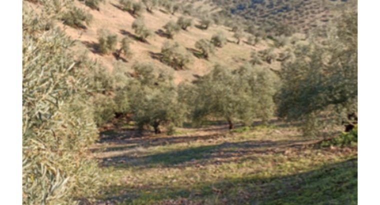 FINCA RUSTICA OLIVAR EN VENTA