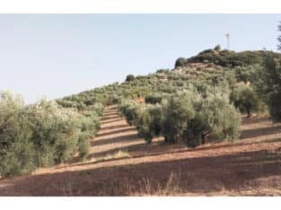 SE VENDE FINCA RÚSTICA DE OLIVAR