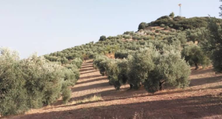 SE VENDE FINCA RÚSTICA DE OLIVAR